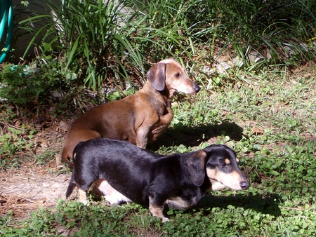 Peanut & Chadwick