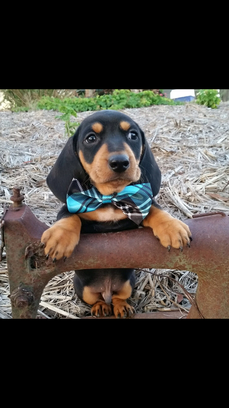 Watson 