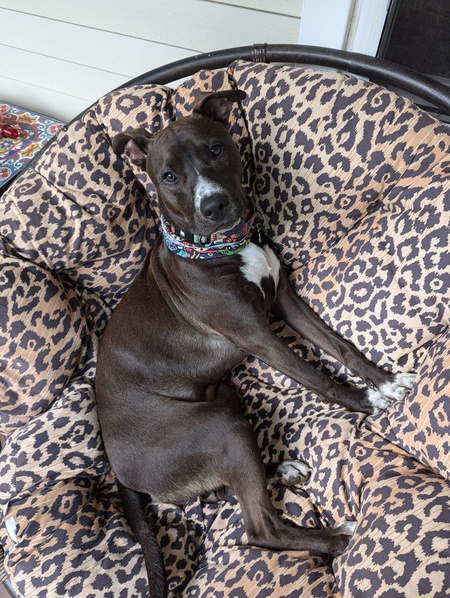 Ziggy