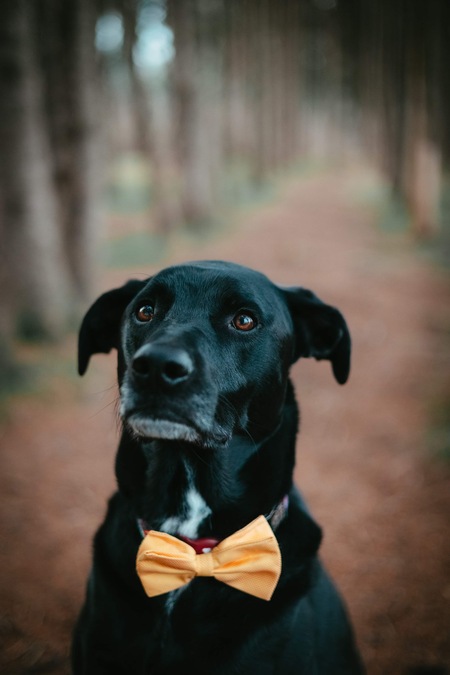 Kona Joe