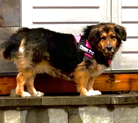 Peggy Sue