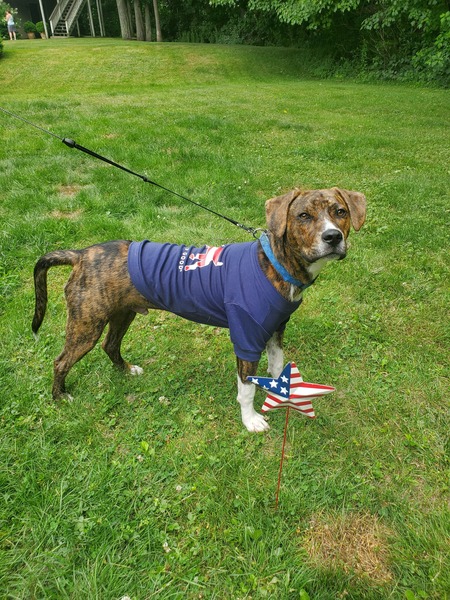 (Patriotic) Bernie