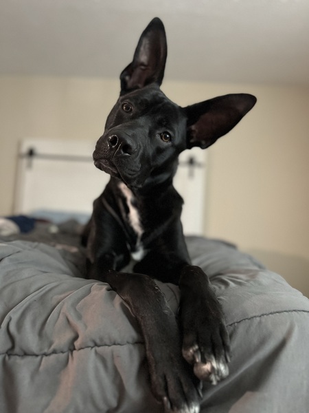 Ripley