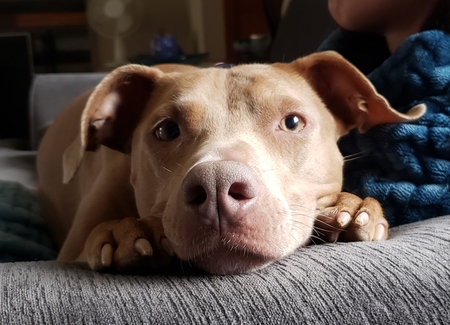 Heidi 