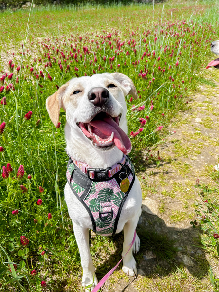 Gracie