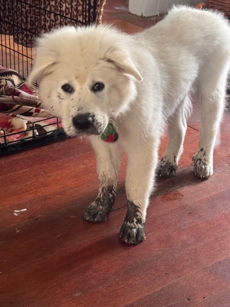 Huck (Huckleberry Finn)