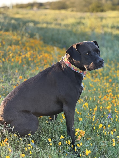 Fiona