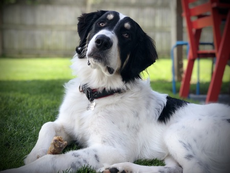 Ozzie