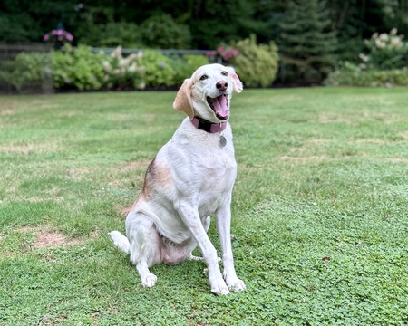 Bonnie
