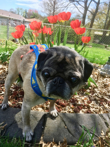 Bosco