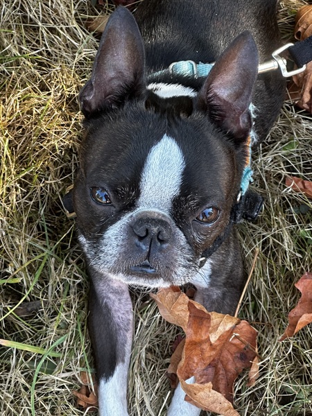 Frankie