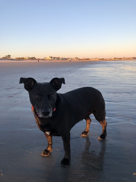 Gracie