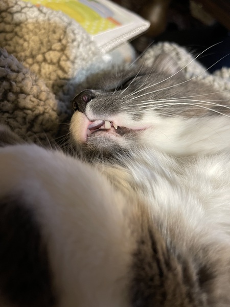 Mochi 