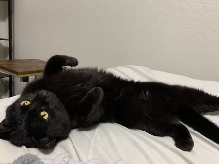Frankie