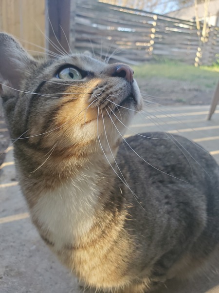 Bartholomew