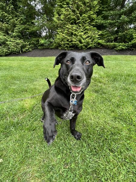 Nala