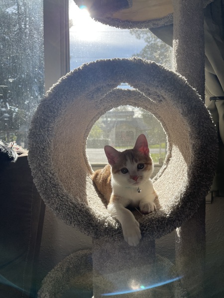 Sampson 