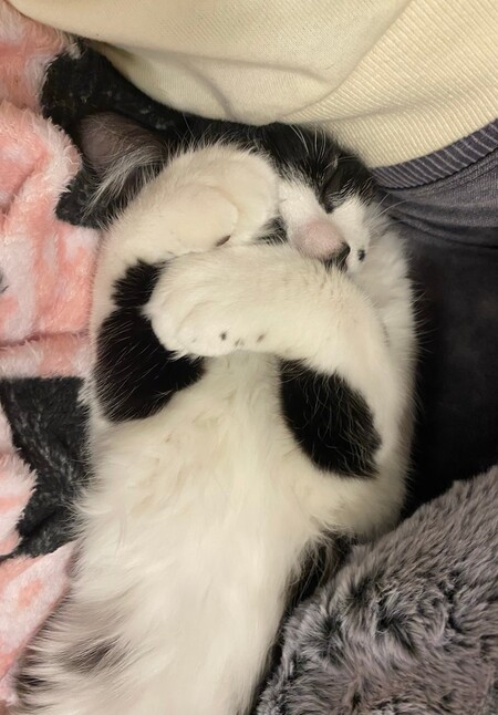 Baby Pierre