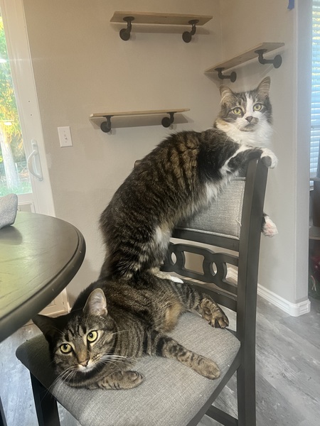 Beau and Hemi 