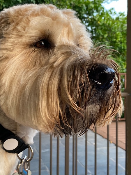 Murphy