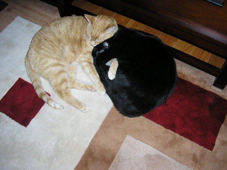 Twister for Cats! 