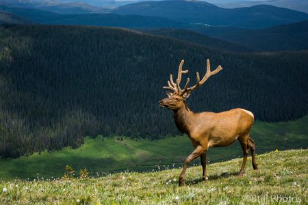 Elk Along Trail Ridge Road