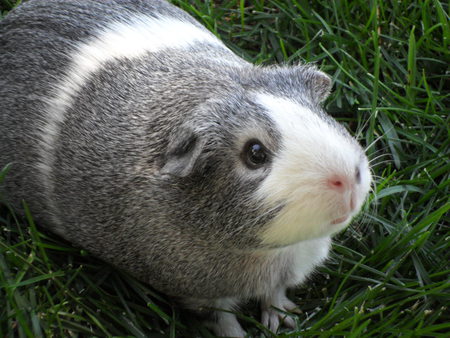 Vera the guinea pig