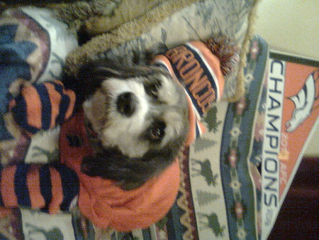 Miz Daisy - Broncos Fan