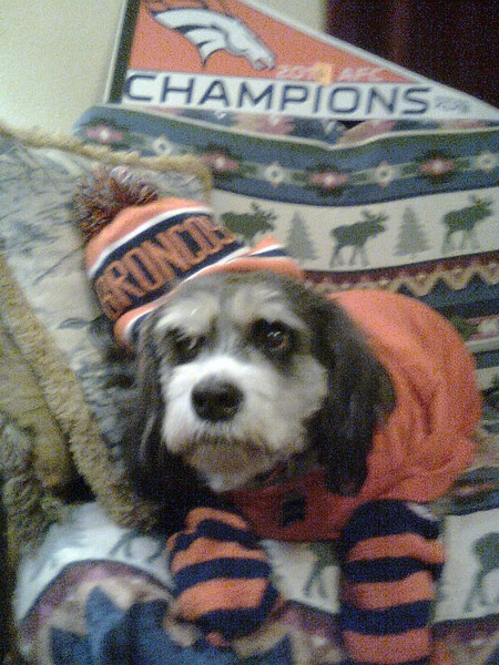 Miz Daisy - Broncos Fan