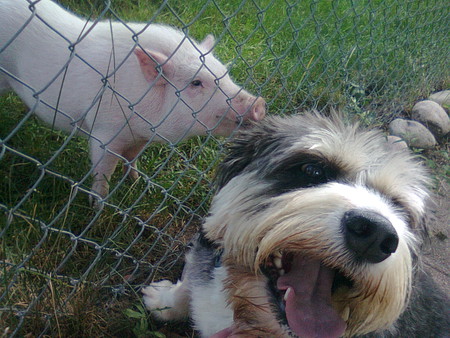 Miz Daisy Meets her first Pig.