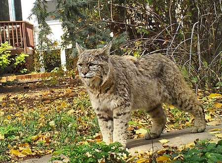 Urban Bobcat