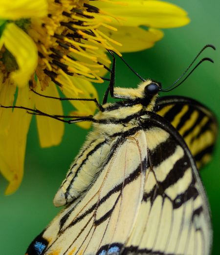 Butterfly's Breakfast