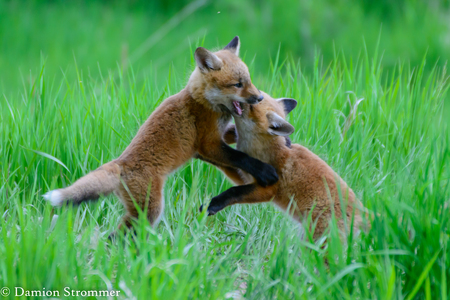 Feisty Foxes