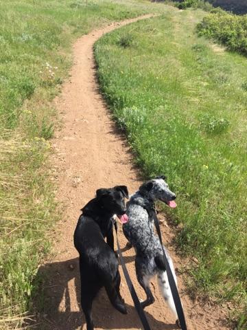 Timber & Dusty Rose (sisters) on their weekly hike