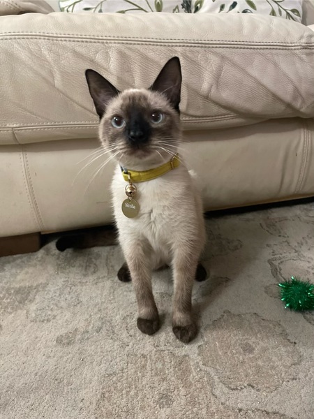 Simba