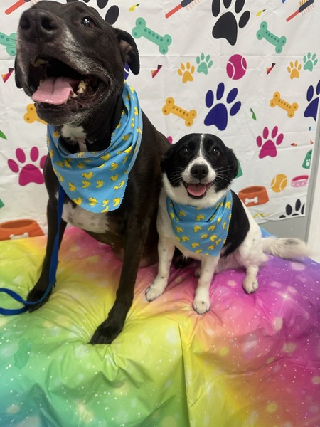 Toby and Sammy