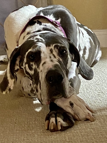 Harley 