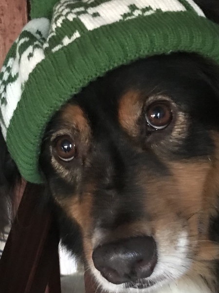 Archie