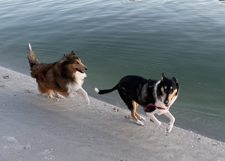 Lassie and Lad