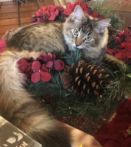 Bella