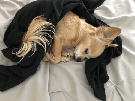 Snickers
