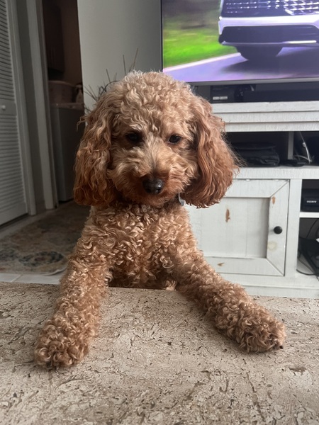 trixie