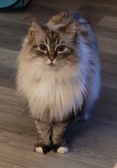 Farrah