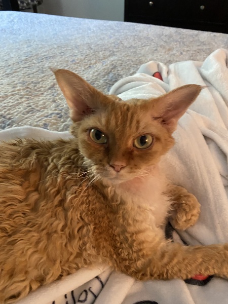 Tallulah Belle