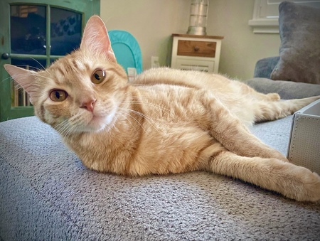 JFKitten