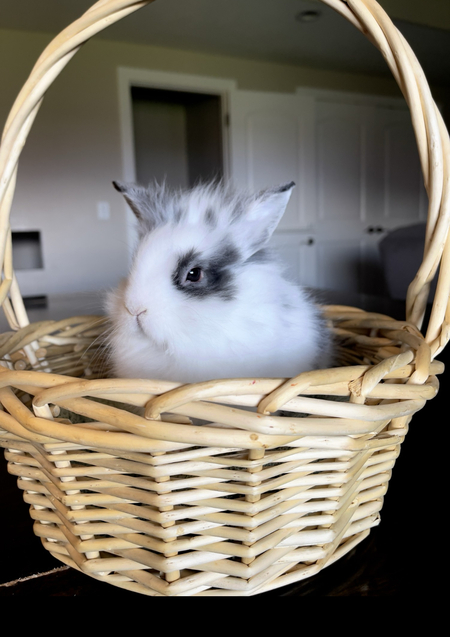 Willow