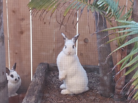 Snowball & Hippity/Father & Son