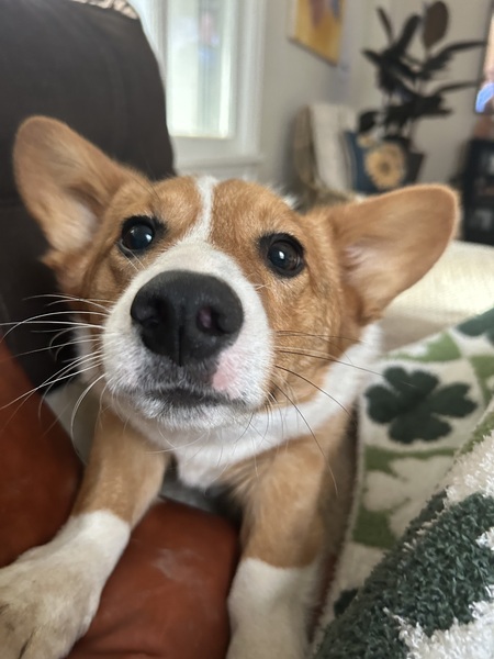 Archie