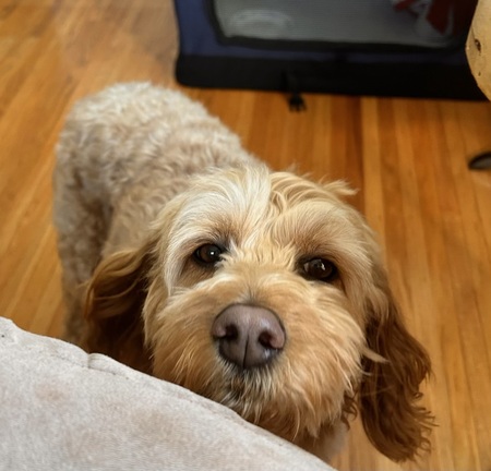 Coco 