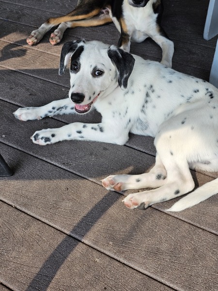 Pongo
